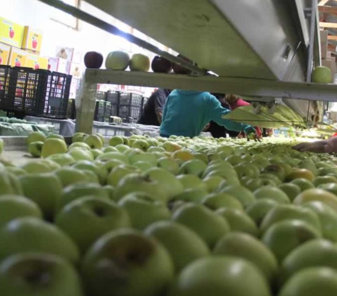 Trazabilidad frutícola moderna